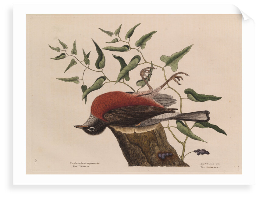 The 'fieldfare of Carolina' and the snake-root of Virginia by Mark Catesby