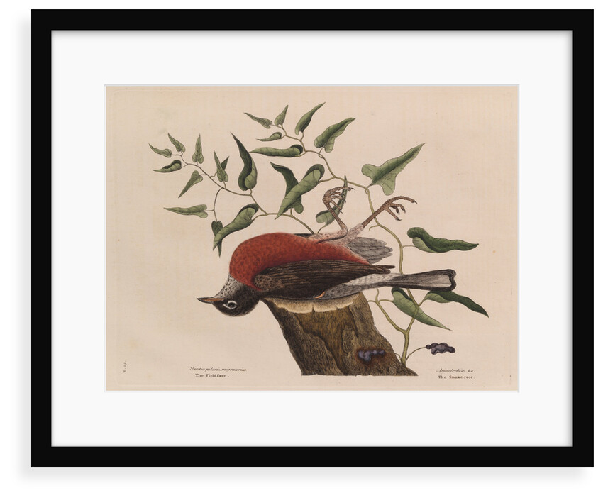 The 'fieldfare of Carolina' and the snake-root of Virginia by Mark Catesby