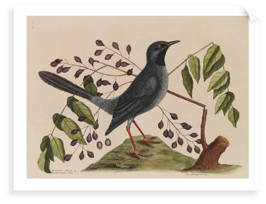 The 'red leg'd thrush' and the 'gum-elimy tree' by Mark Catesby