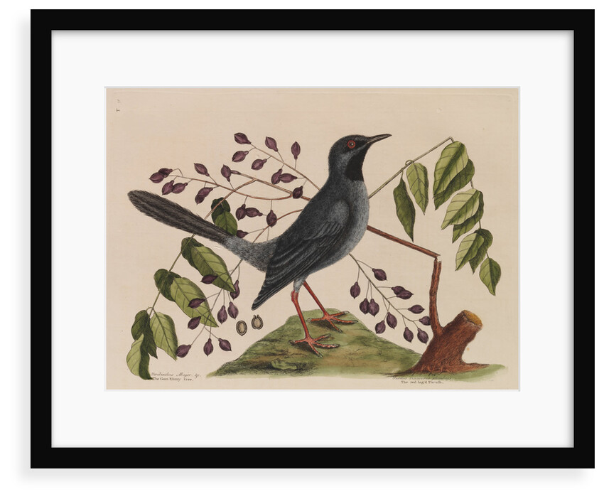 The 'red leg'd thrush' and the 'gum-elimy tree' by Mark Catesby
