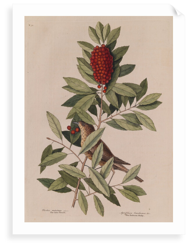 The 'little thrush' and the 'dahoon holly' by Mark Catesby