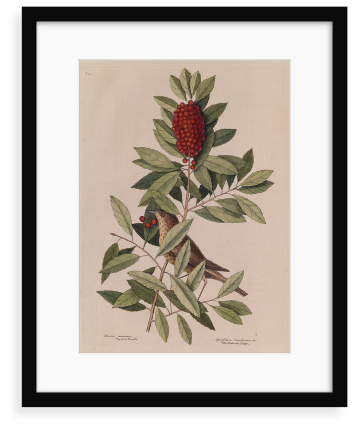 The 'little thrush' and the 'dahoon holly' by Mark Catesby