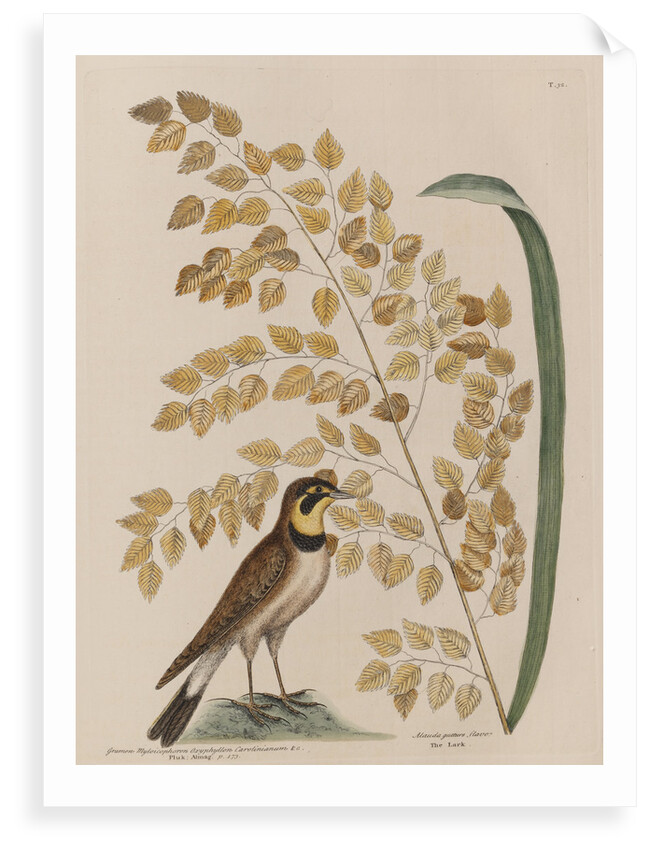 The 'lark' and the 'sea-side oat' by Mark Catesby