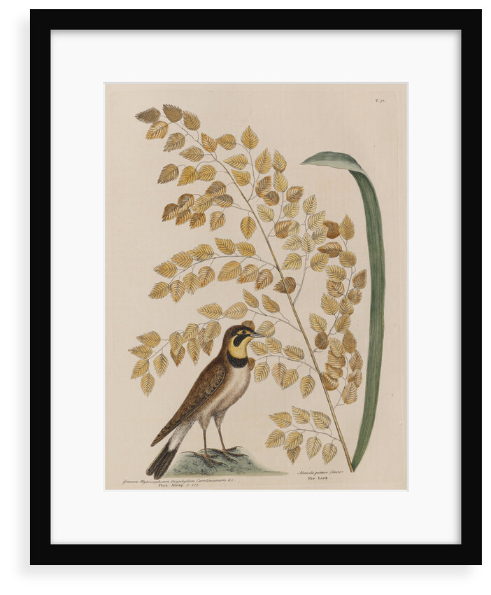 The 'lark' and the 'sea-side oat' by Mark Catesby