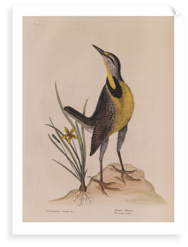 The 'large lark' and the 'little yellow star-flower' by Mark Catesby