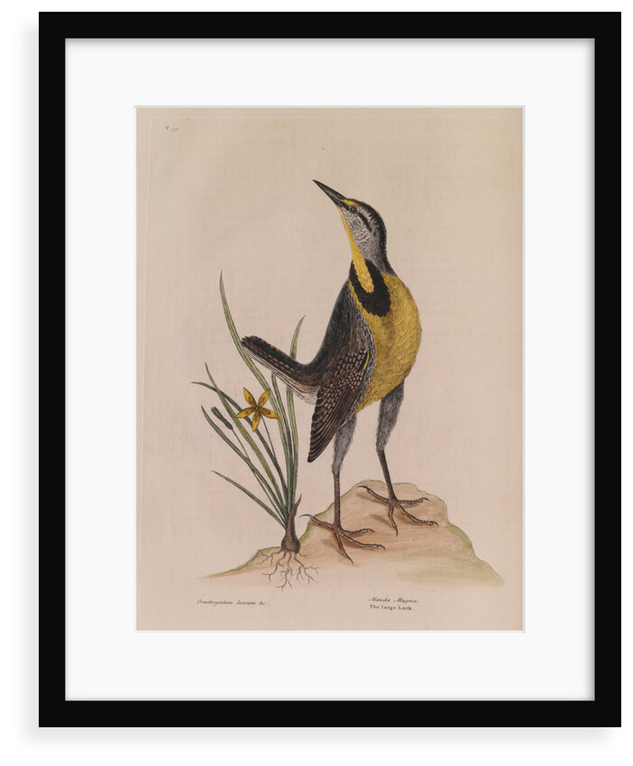 The 'large lark' and the 'little yellow star-flower' by Mark Catesby