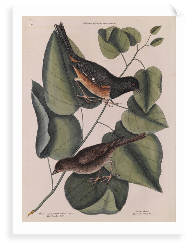 The 'towhe' bird, the 'cowpen' bird and the 'black poplar' of Carolina by Mark Catesby
