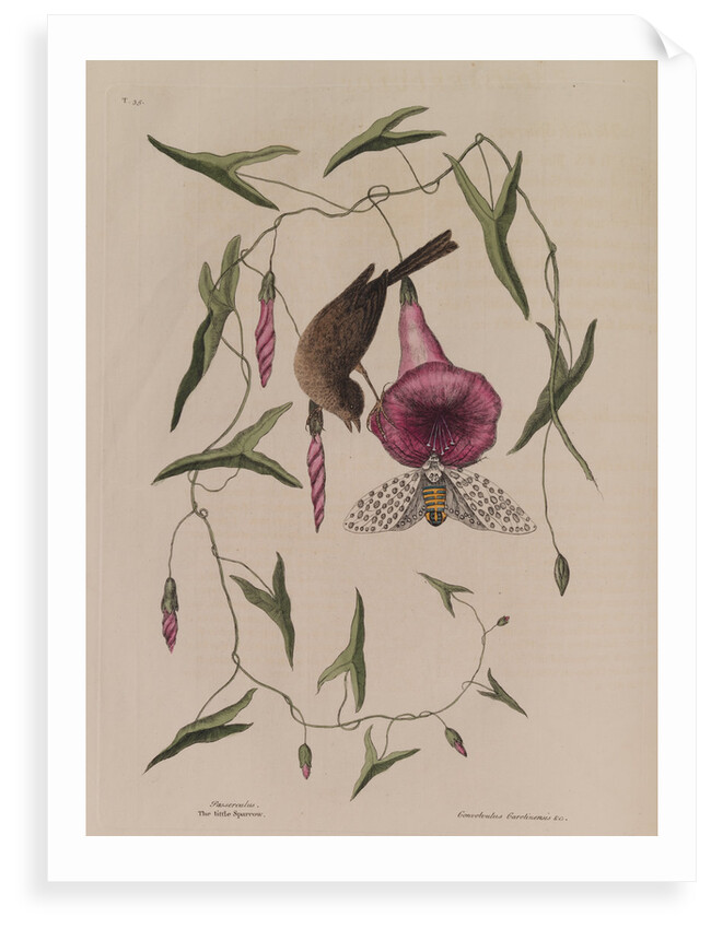 The 'little sparrow' and the 'purple bind-weed of Carolina' by Mark Catesby