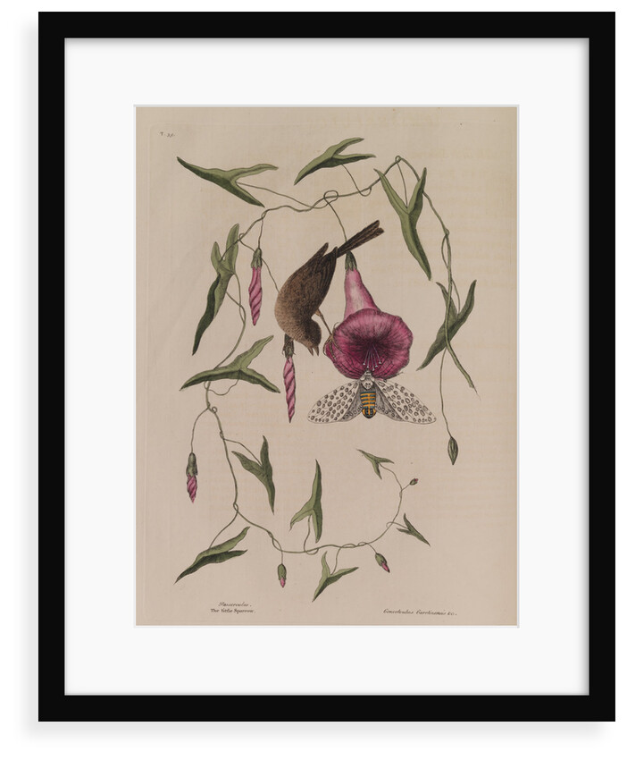 The 'little sparrow' and the 'purple bind-weed of Carolina' by Mark Catesby