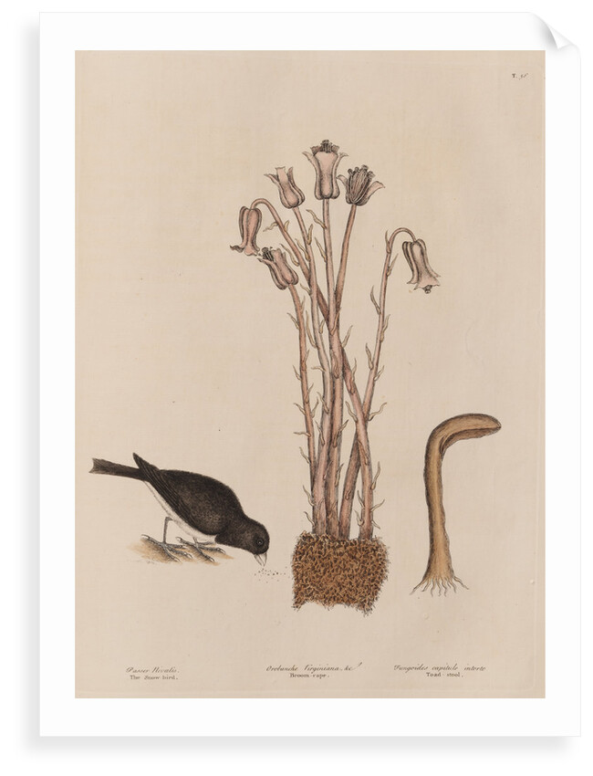 The 'snow-bird' and the 'broom-rape' by Mark Catesby
