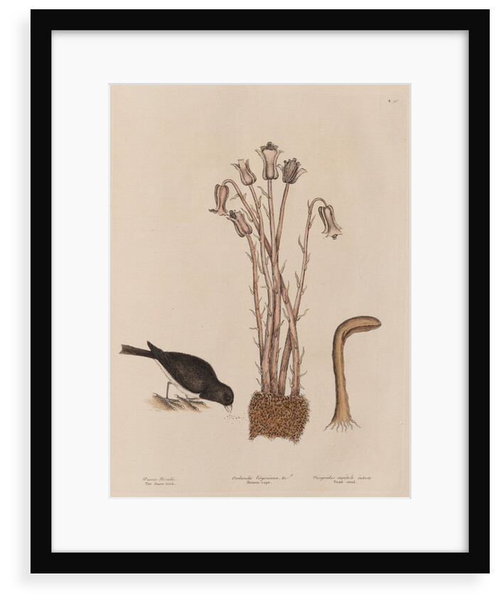 The 'snow-bird' and the 'broom-rape' by Mark Catesby
