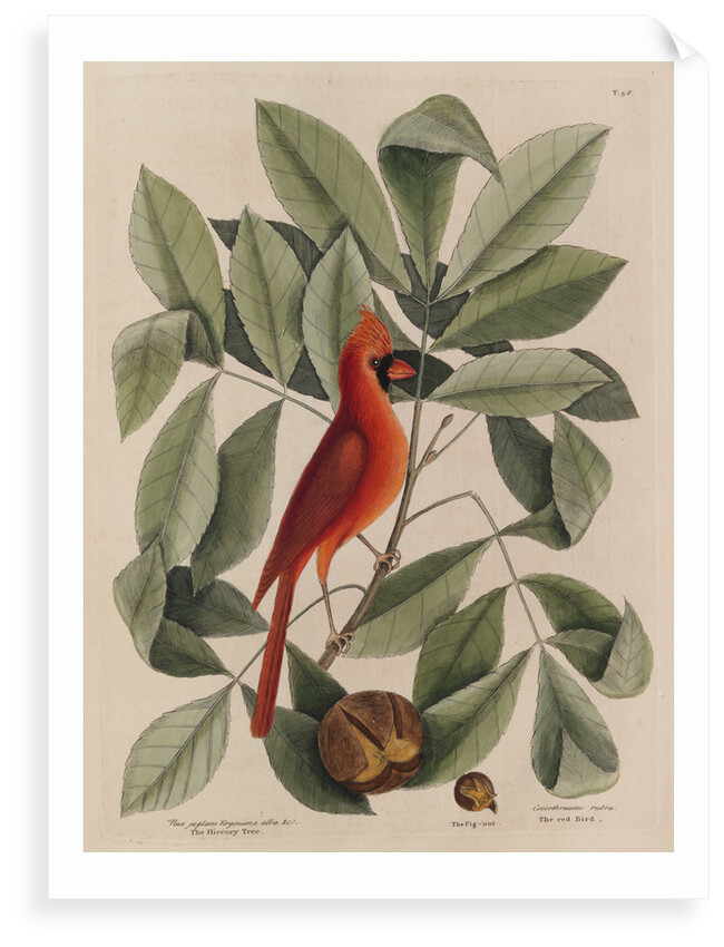 The 'red bird', the 'hiccory tree' and the 'pignut' by Mark Catesby