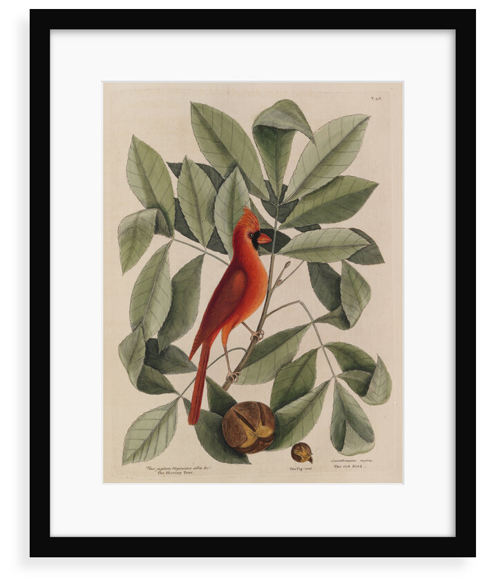 The 'red bird', the 'hiccory tree' and the 'pignut' by Mark Catesby
