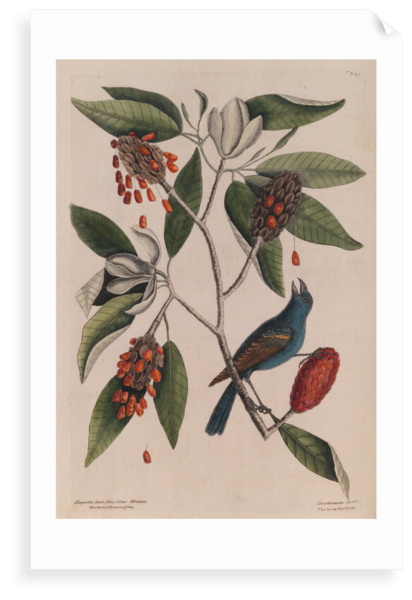 The 'blew gross-beak' and the 'sweet flowring bay' by Mark Catesby