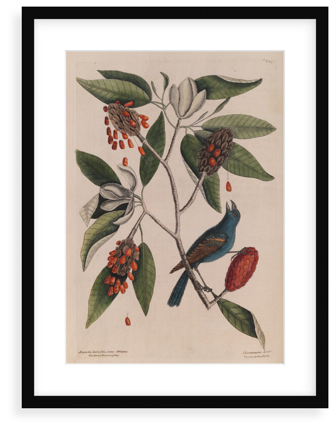 The 'blew gross-beak' and the 'sweet flowring bay' by Mark Catesby