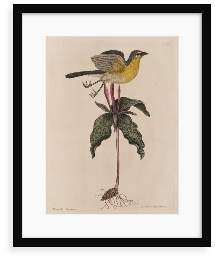 The yellow brested chat and the 'Solanum triphyllon' by Mark Catesby