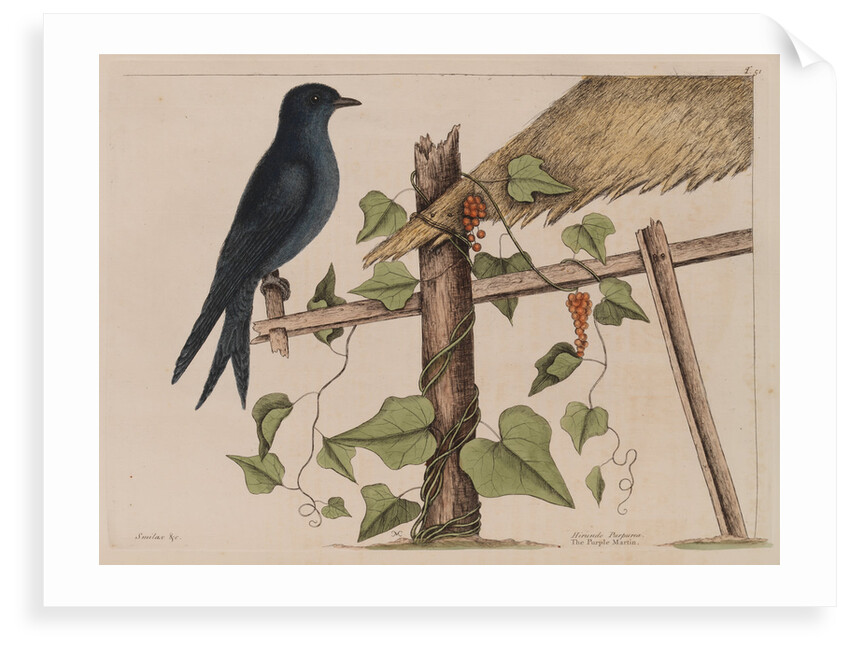 The purple martin and the 'Smilax (forte) lenis' by Mark Catesby