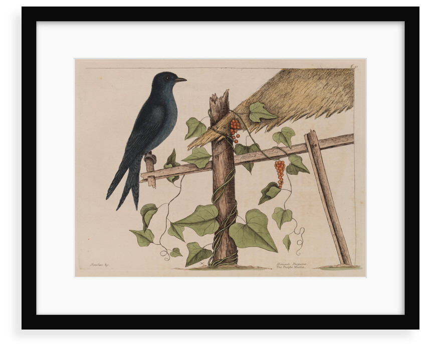The purple martin and the 'Smilax (forte) lenis' by Mark Catesby