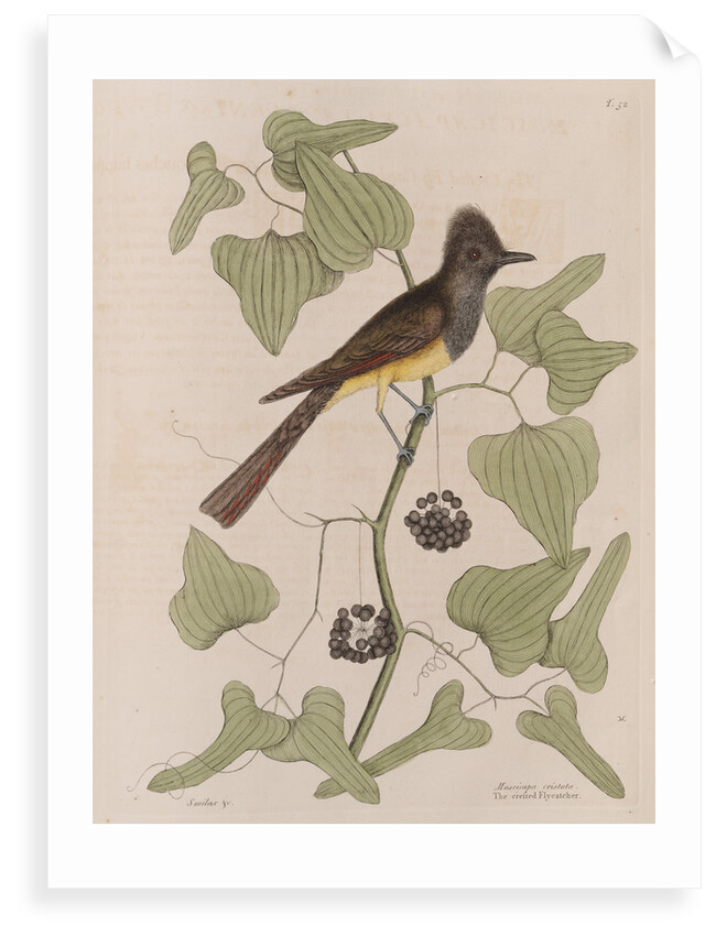 The 'crested fly-catcher' and the 'Smilax bryoniae' by Mark Catesby