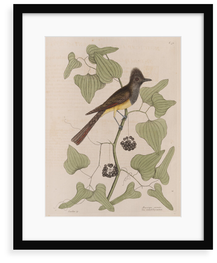 The 'crested fly-catcher' and the 'Smilax bryoniae' by Mark Catesby