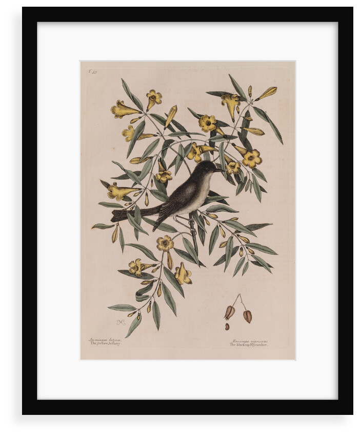 The 'blackcap fly-catcher' and the 'yellow jessamy' by Mark Catesby