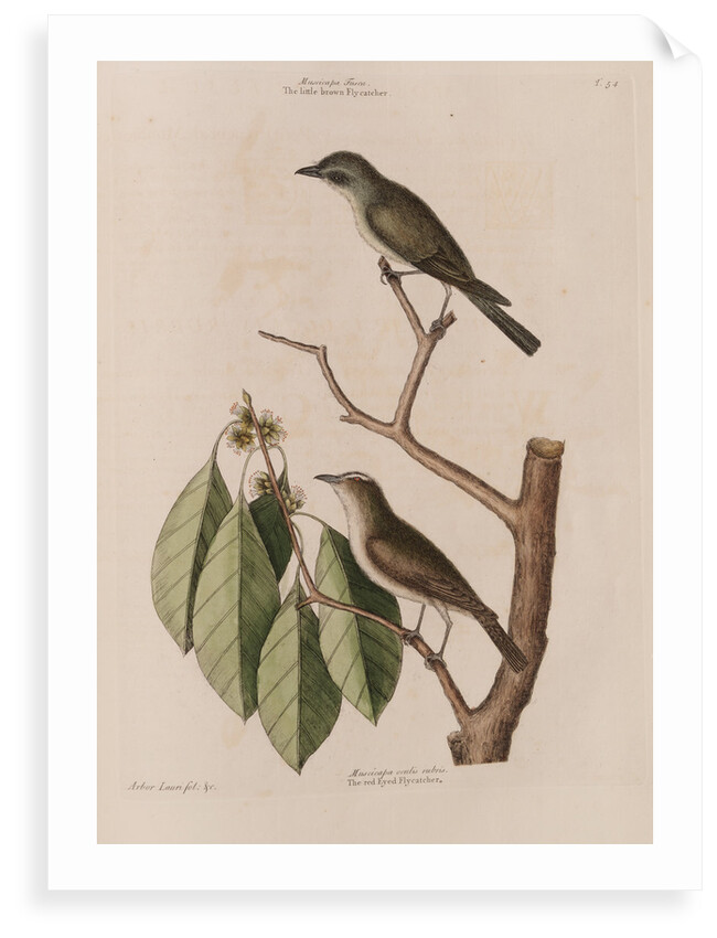 The 'little brown fly-catcher', the 'red ey'd flycatcher' and the 'arbor lauri folio' by Mark Catesby