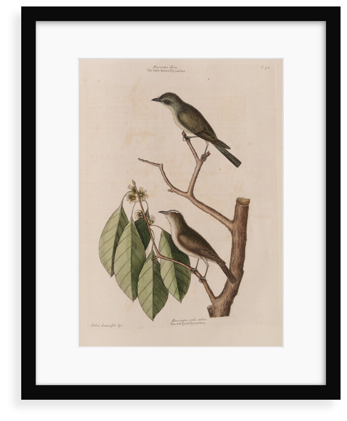 The 'little brown fly-catcher', the 'red ey'd flycatcher' and the 'arbor lauri folio' by Mark Catesby