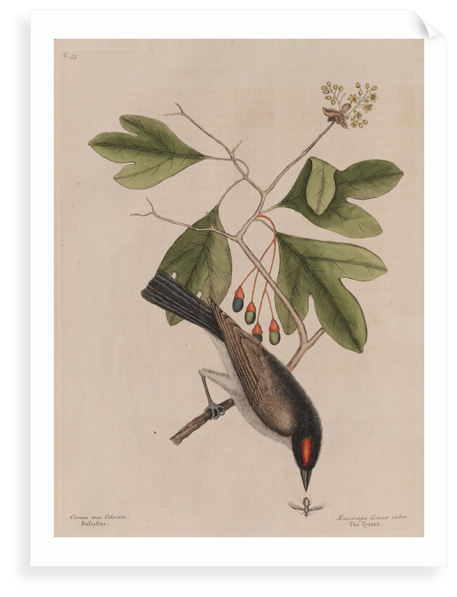 The 'tyrant' and the sassafras by Mark Catesby