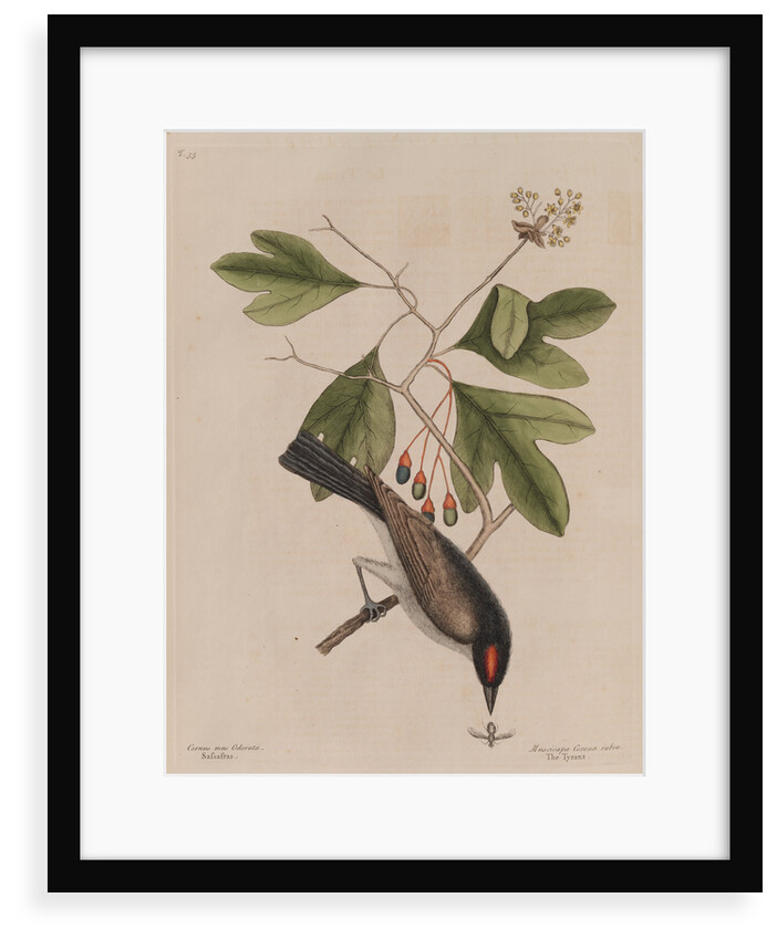 The 'tyrant' and the sassafras by Mark Catesby