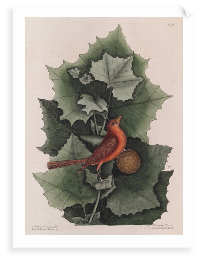 The 'summer red-bird' and the 'western plane tree' by Mark Catesby