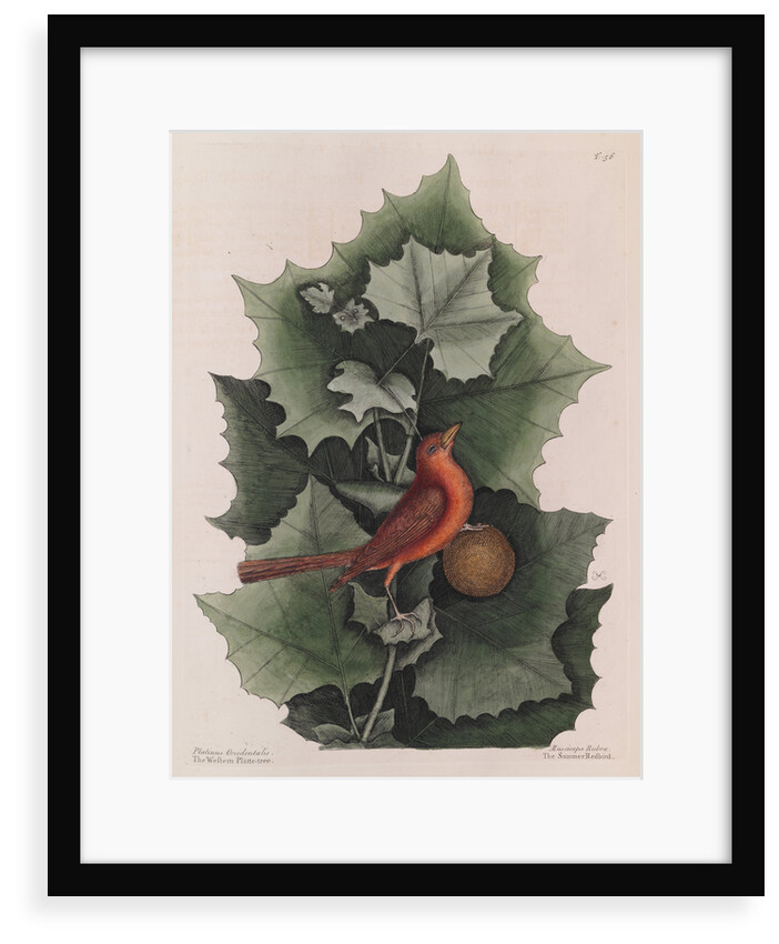 The 'summer red-bird' and the 'western plane tree' by Mark Catesby