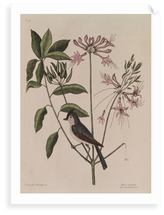The 'crested titmouse' and the 'upright honysuckle' by Mark Catesby