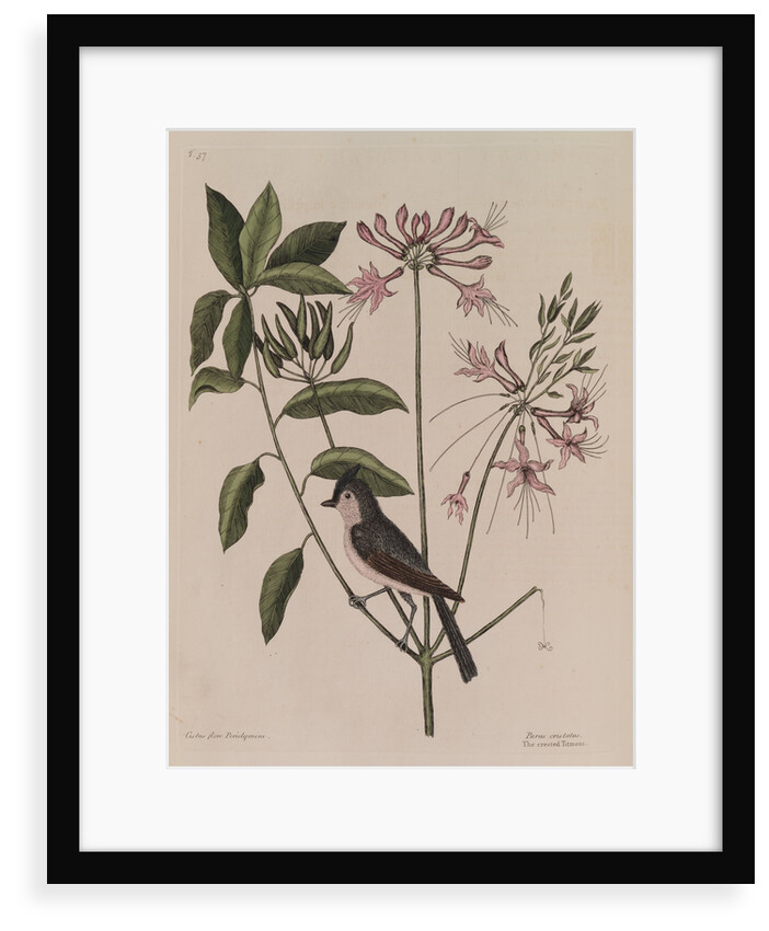 The 'crested titmouse' and the 'upright honysuckle' by Mark Catesby