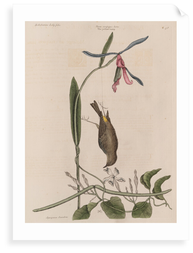 The 'yellow-rump', the 'lilly-leaf'd hellebore' and the 'dogs-bane' by Mark Catesby