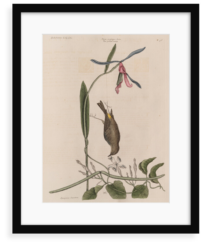 The 'yellow-rump', the 'lilly-leaf'd hellebore' and the 'dogs-bane' by Mark Catesby