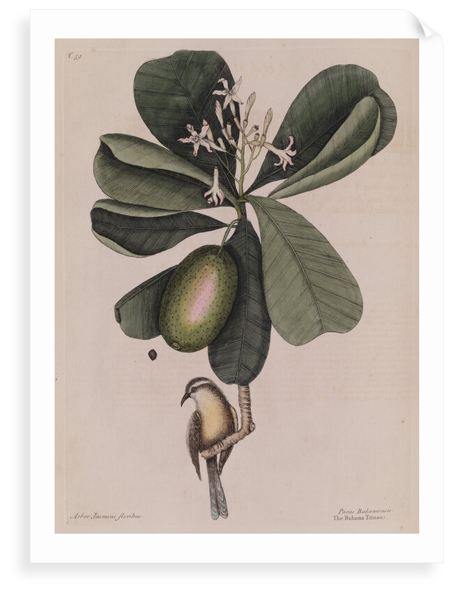 The 'Bahama titmouse' and the 'seven years apple' by Mark Catesby