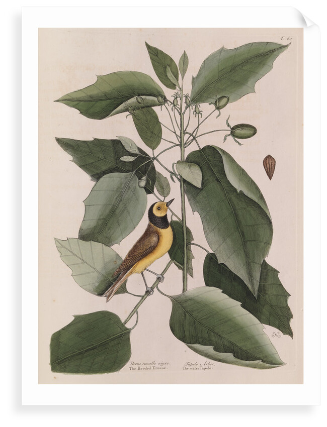 The 'hooded titmouse' and the water-tupelo by Mark Catesby