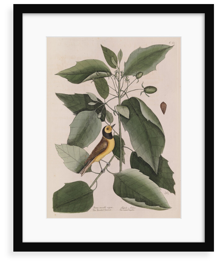 The 'hooded titmouse' and the water-tupelo by Mark Catesby