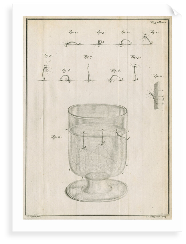 Polyps in a glass with studies of locomotion by Jacobus van der Schley