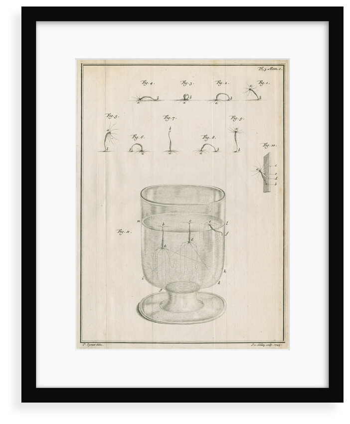 Polyps in a glass with studies of locomotion by Jacobus van der Schley