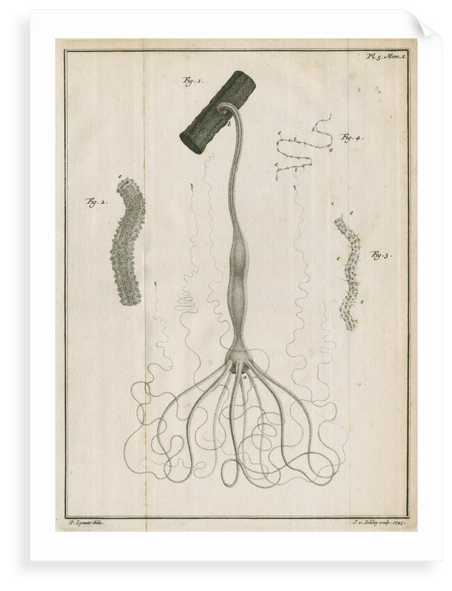 Freshwater hydra by Jacobus van der Schley