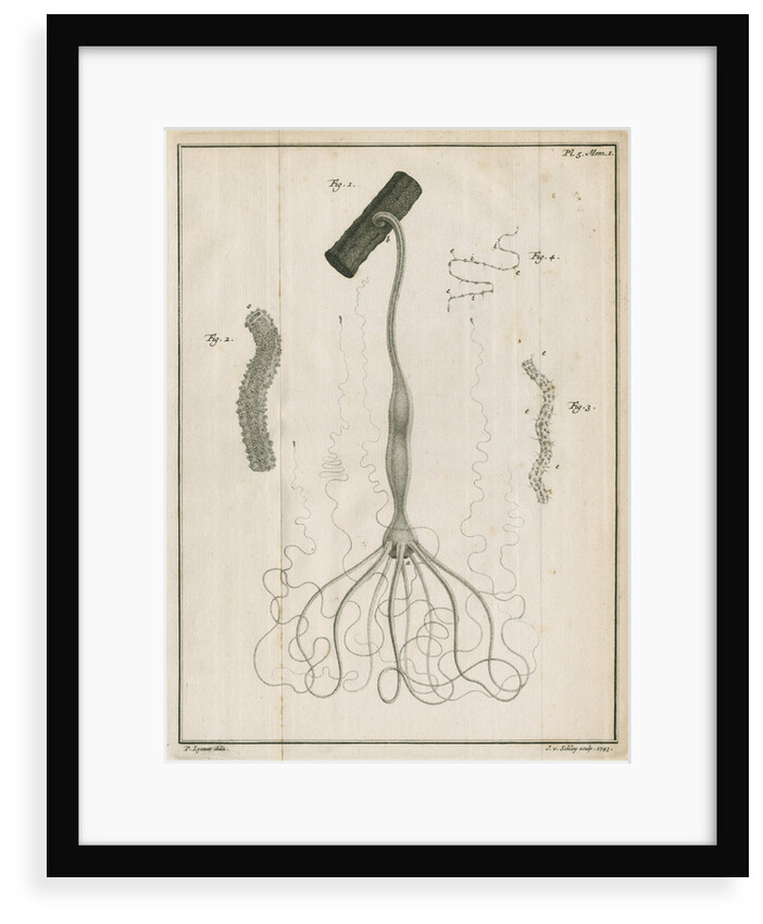 Freshwater hydra by Jacobus van der Schley