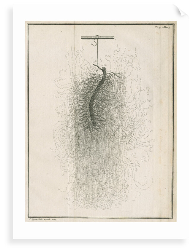 Freshwater hydra dissection by Pierre Lyonet
