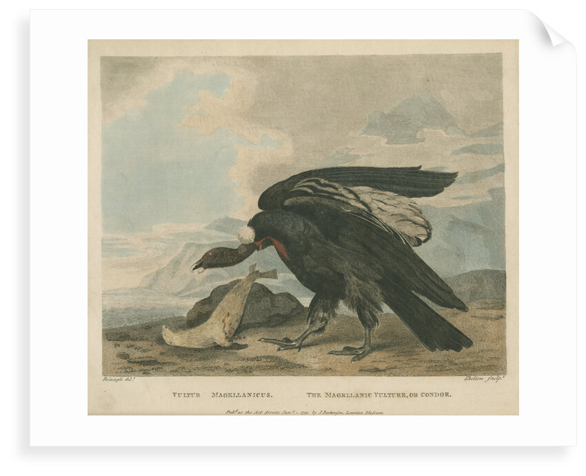 'The Magellanic Vulture, or Condor' by William Skelton