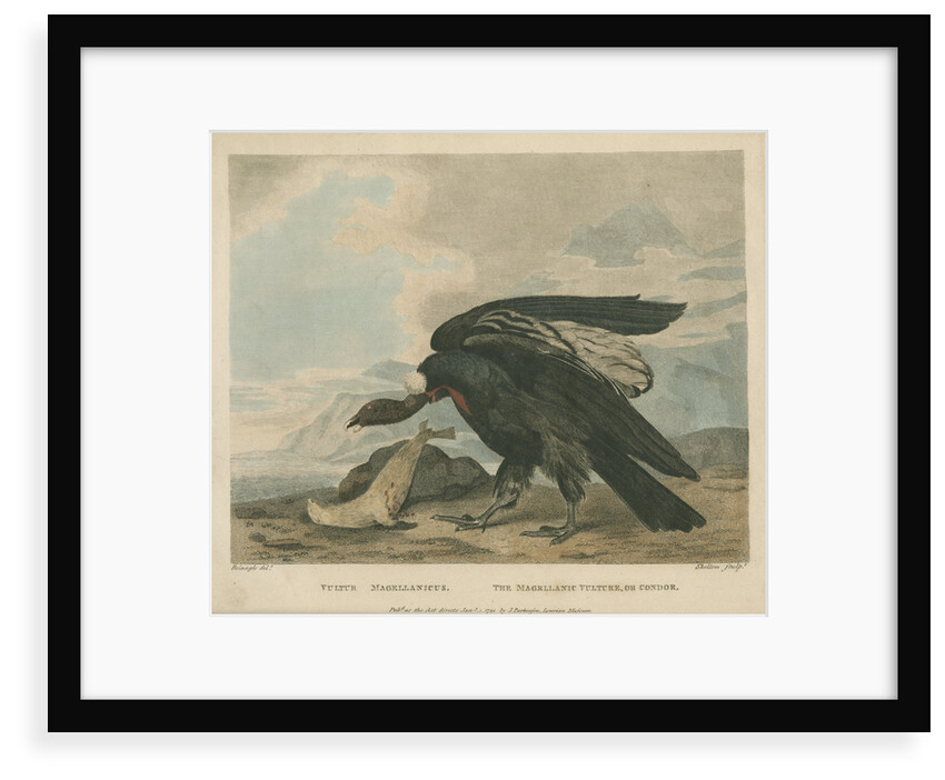 'The Magellanic Vulture, or Condor' by William Skelton
