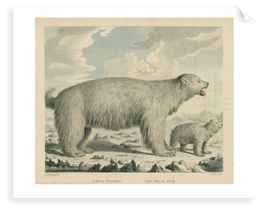 'The Polar Bear' by George Noble