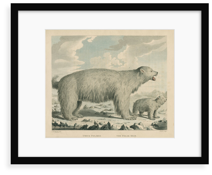 'The Polar Bear' by George Noble
