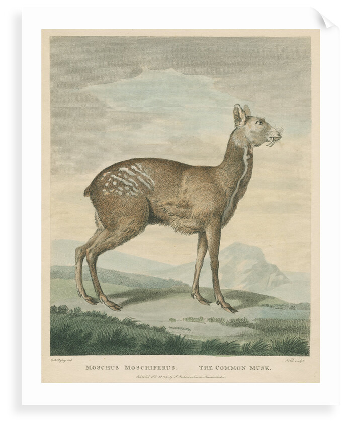 'The Common Musk' by George Noble