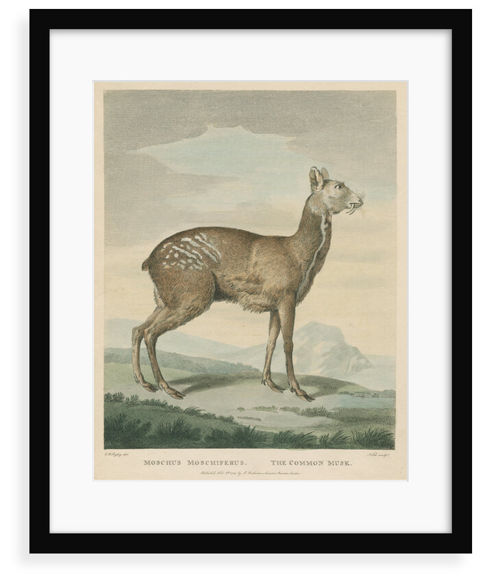 'The Common Musk' by George Noble