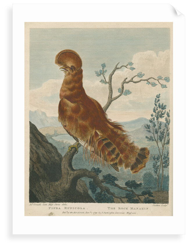 'The Rock Manakin' by William Skelton